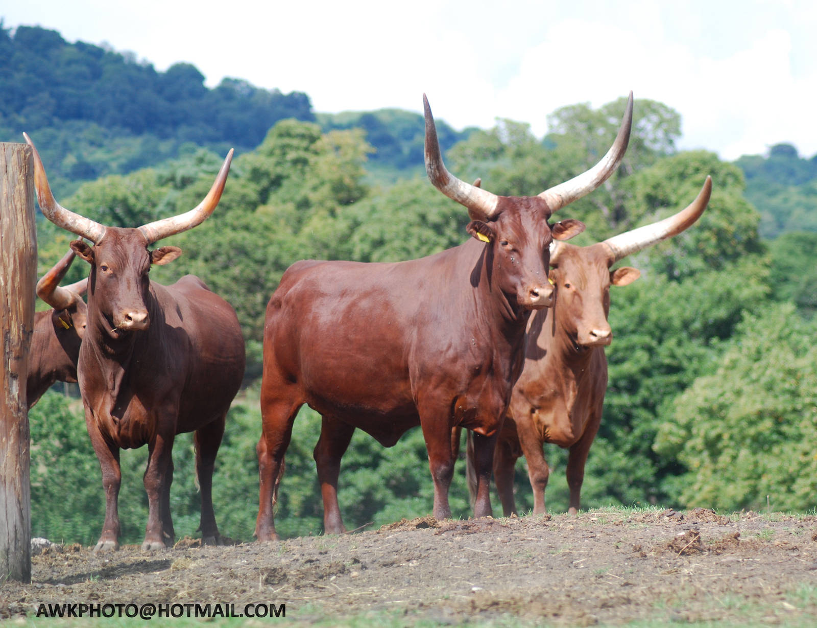 ANKOLE CATTLE