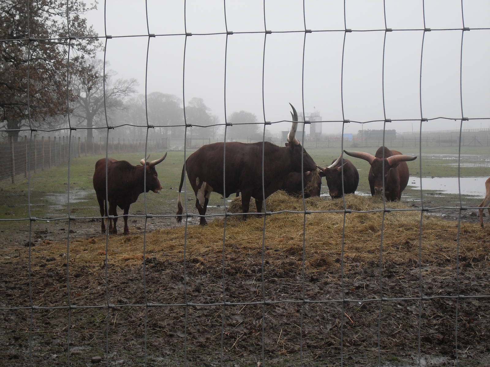 Ankole cattle