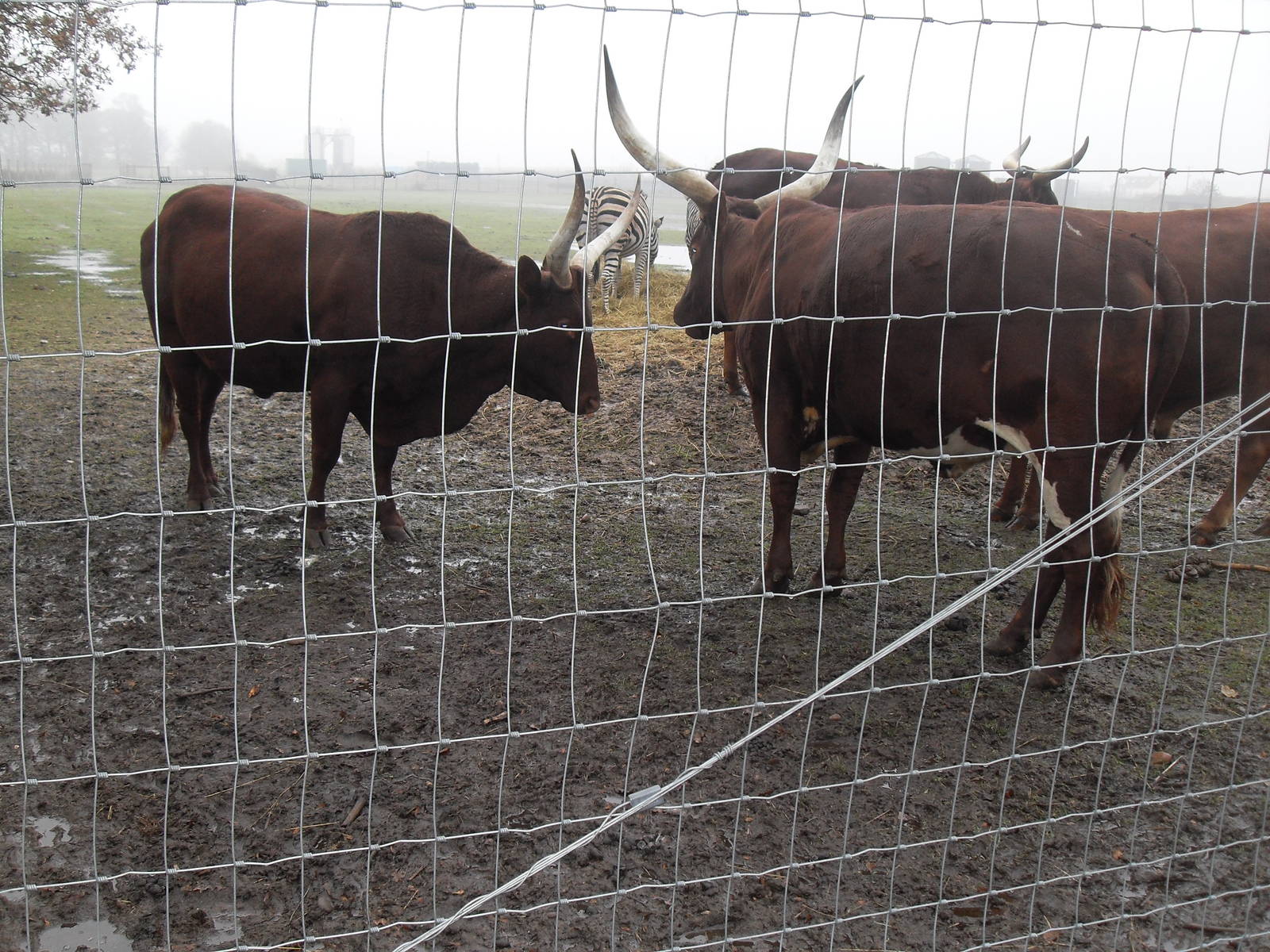 Ankole Cattle