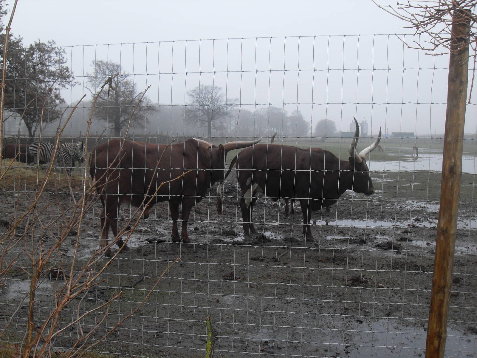 Ankole cattle