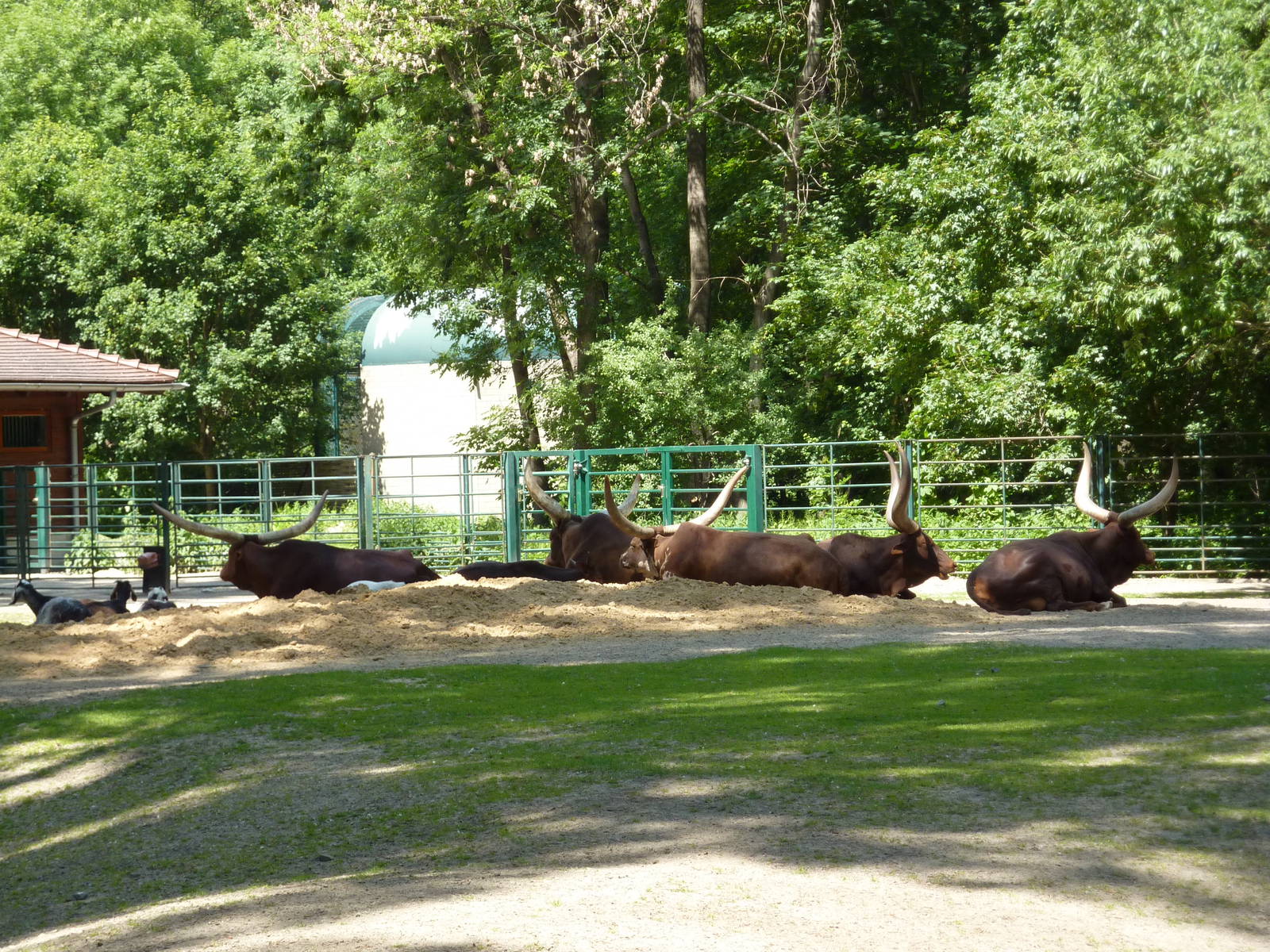 Ankole cattle