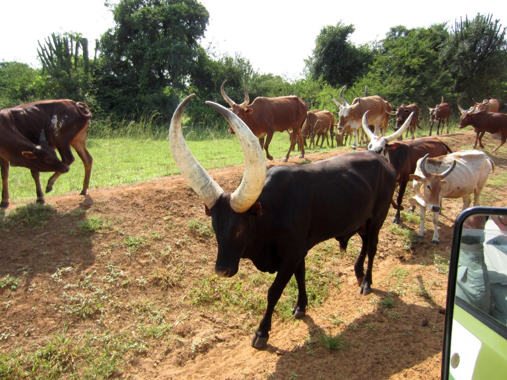 Ankole Cattle