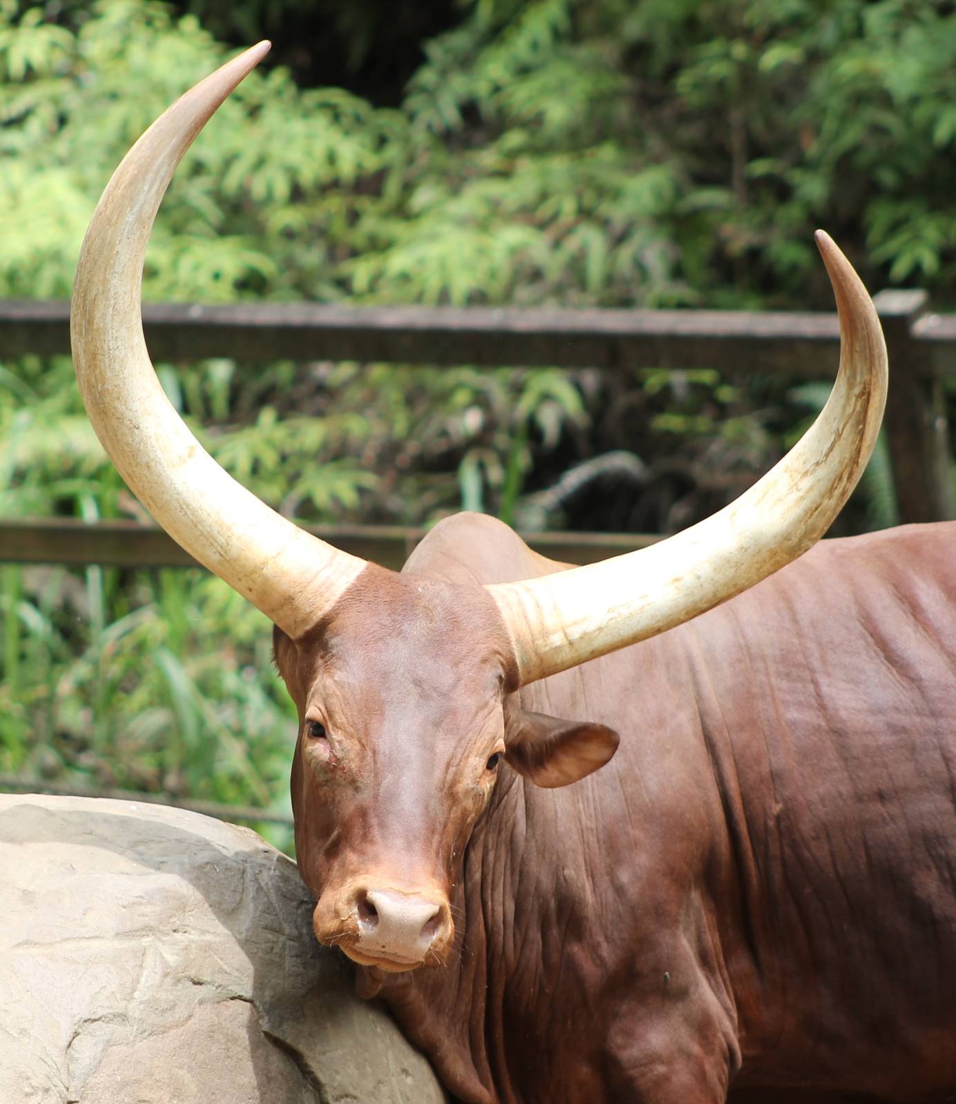 Ankole Cattle