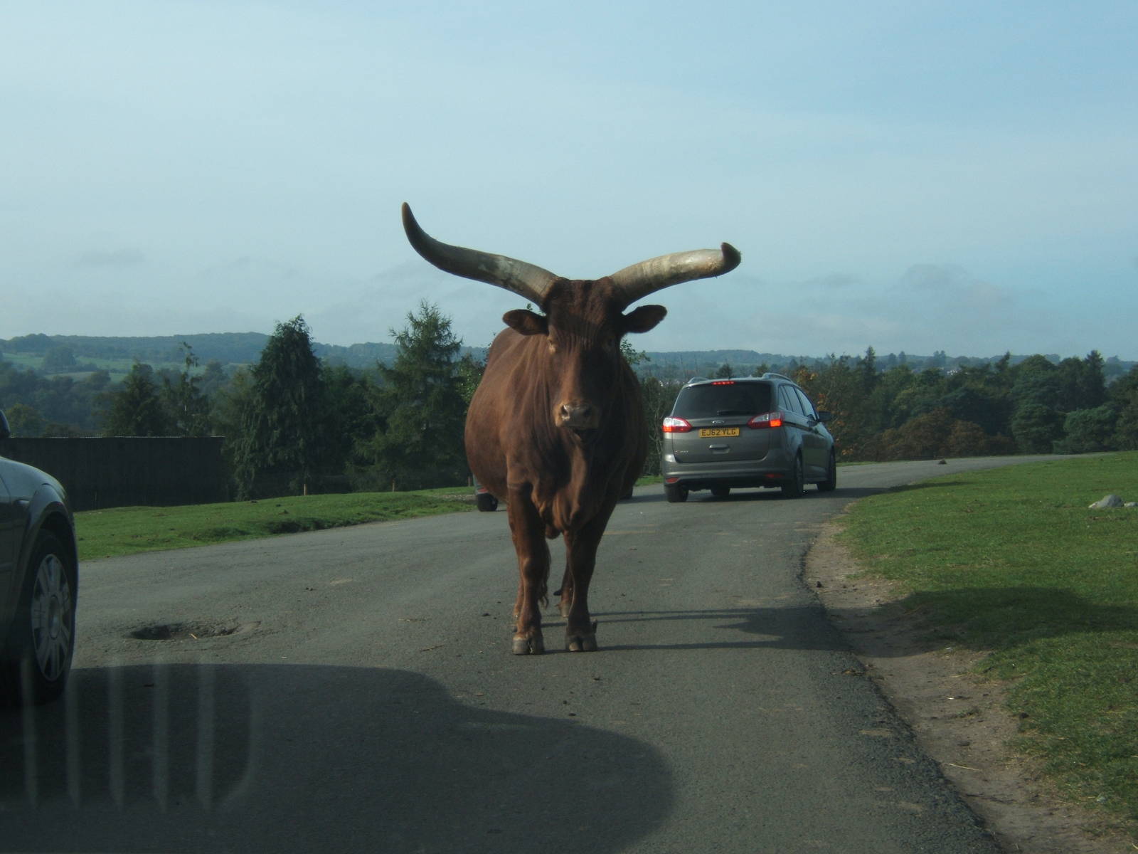 Ankole Cattle