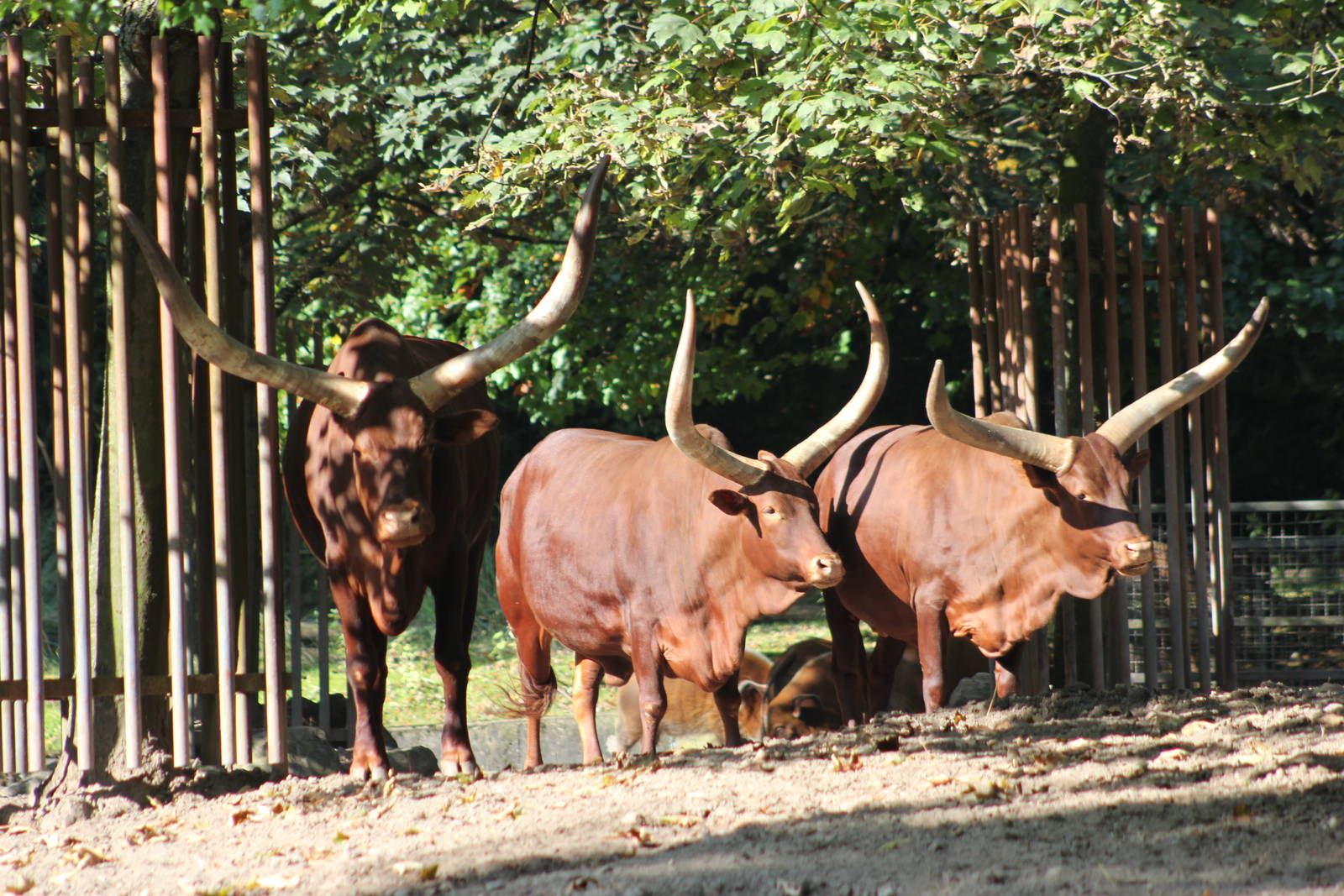 Ankole cattle