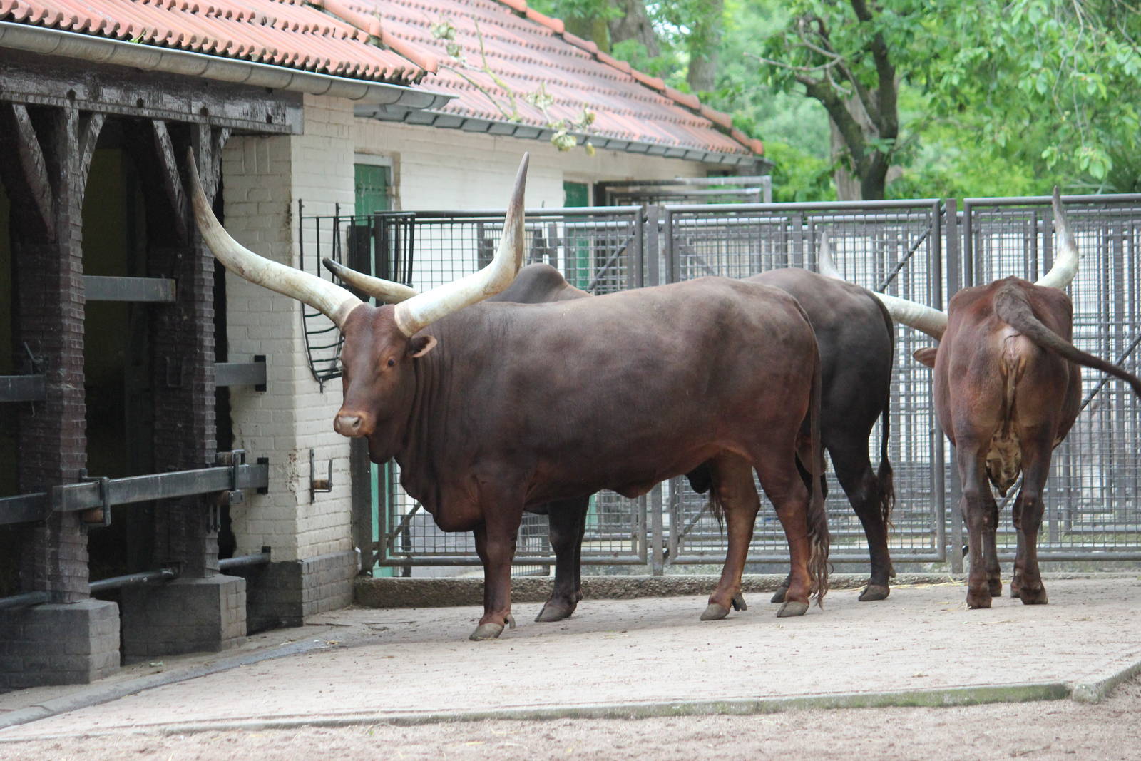 Ankole cattle