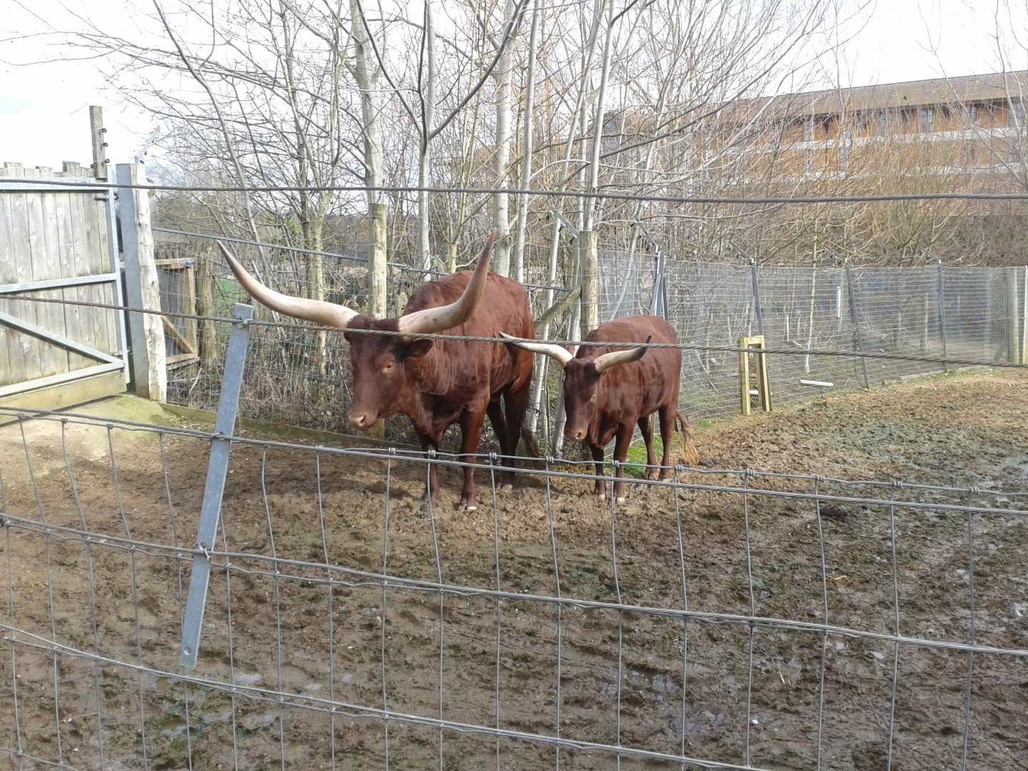 Ankole Cattle