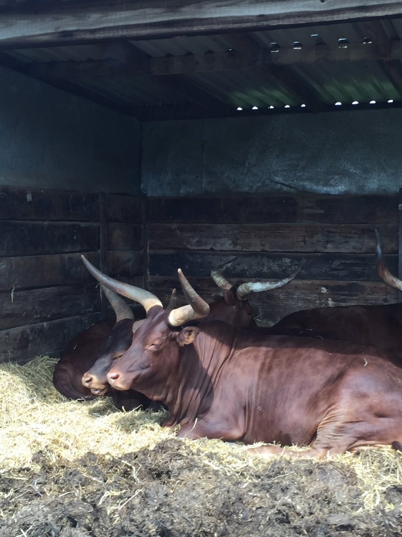 Ankole Cattle