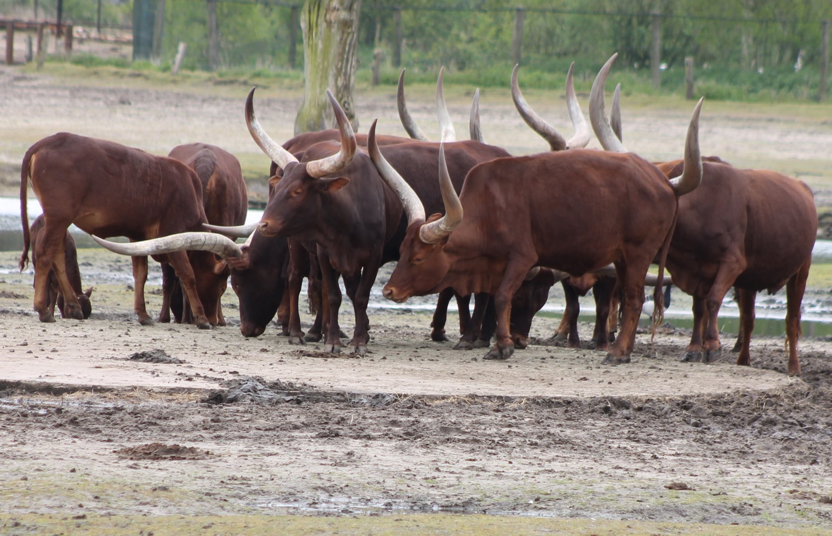 Ankole cattle