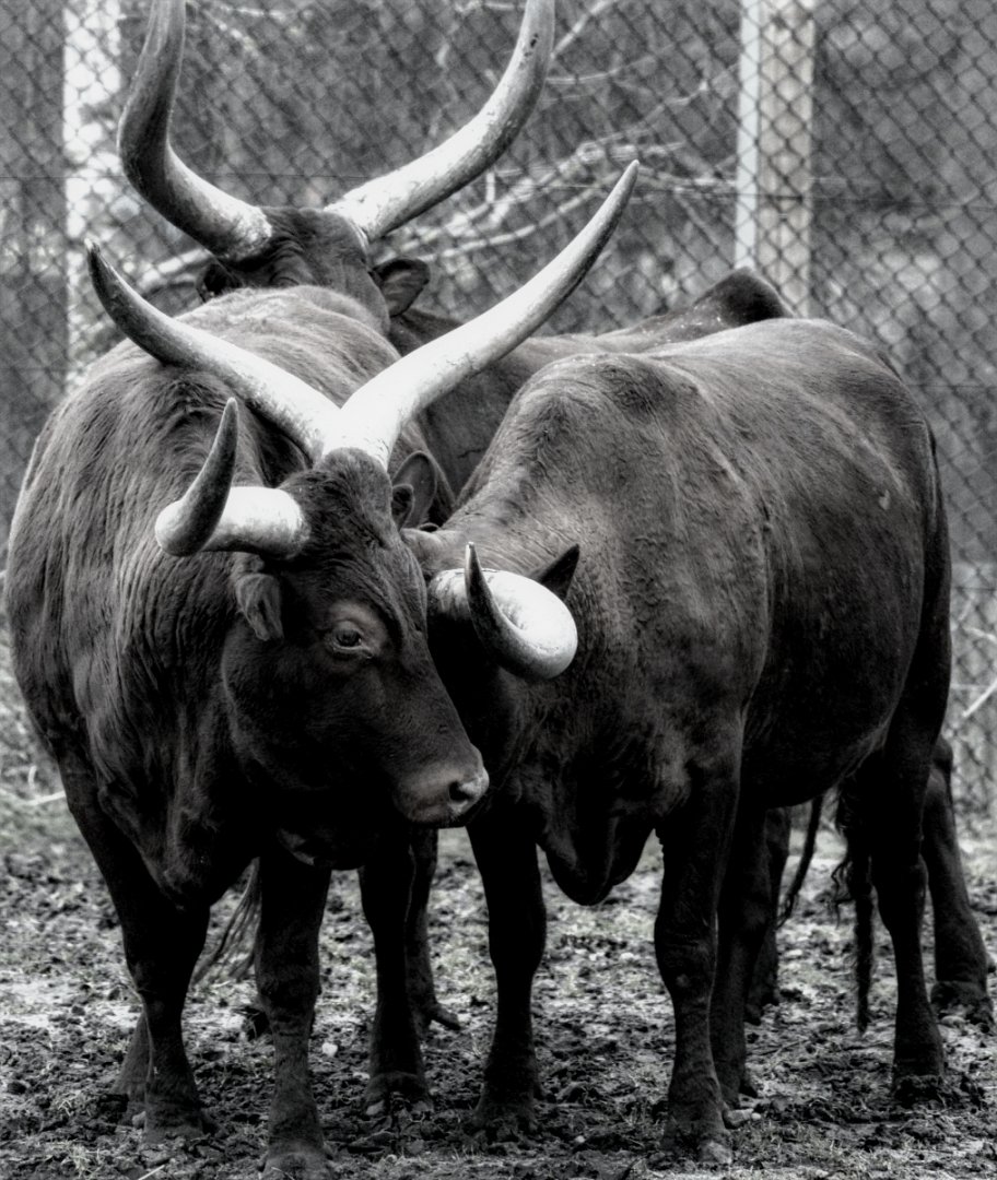 Ankole Cattle