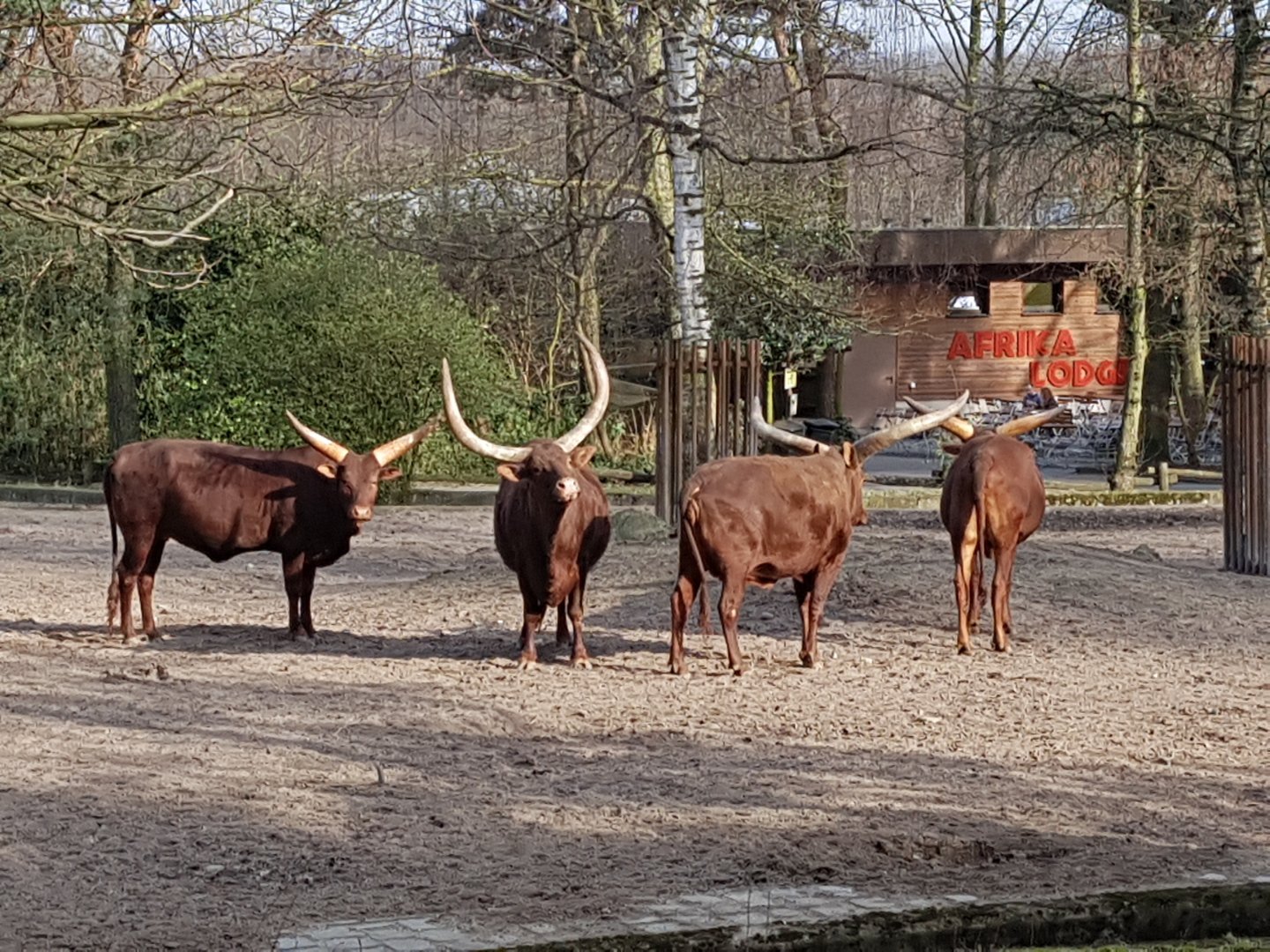 Ankole cattle
