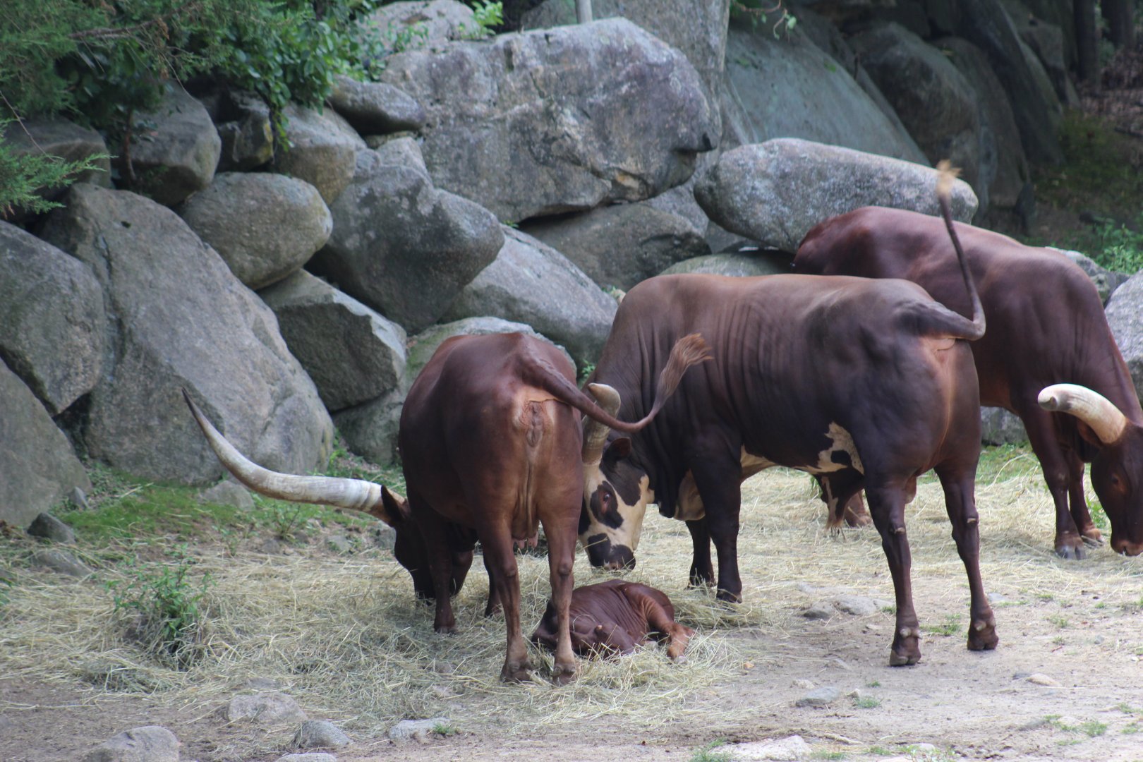 Ankole Cattle