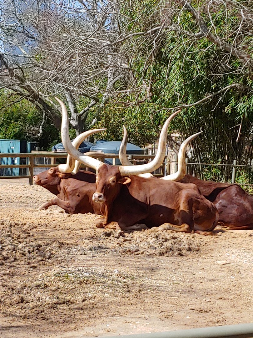 Ankole cattle