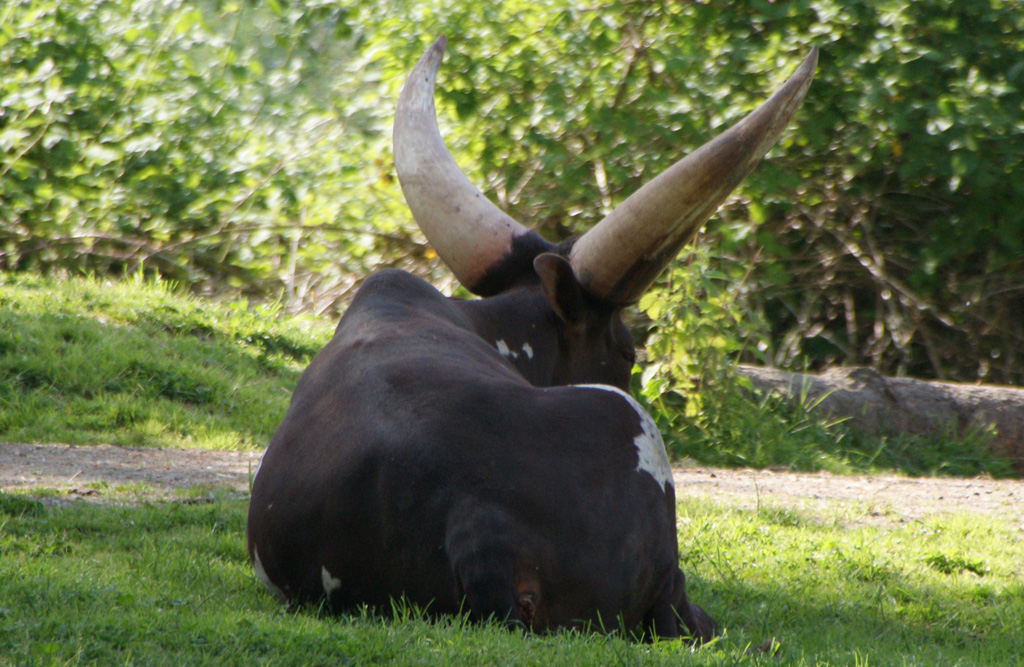 ankole cattle