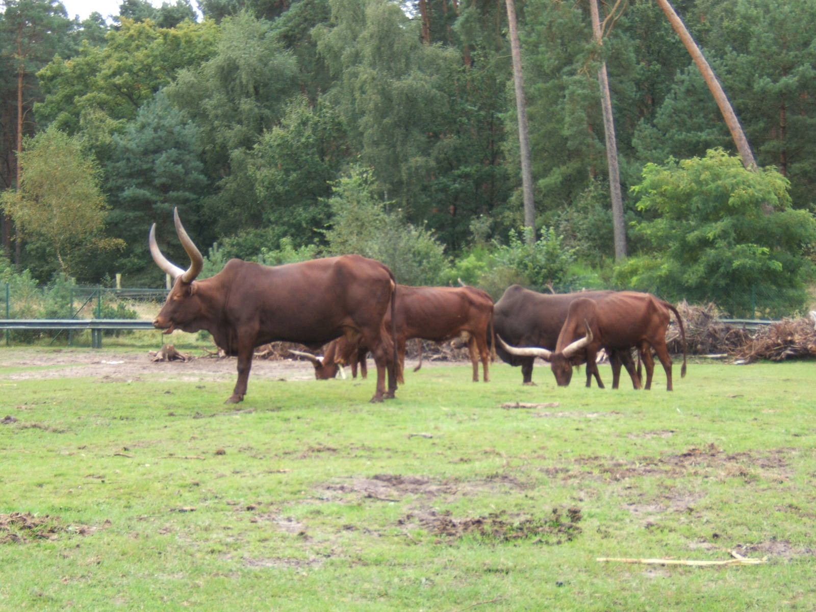 Ankole Cattle