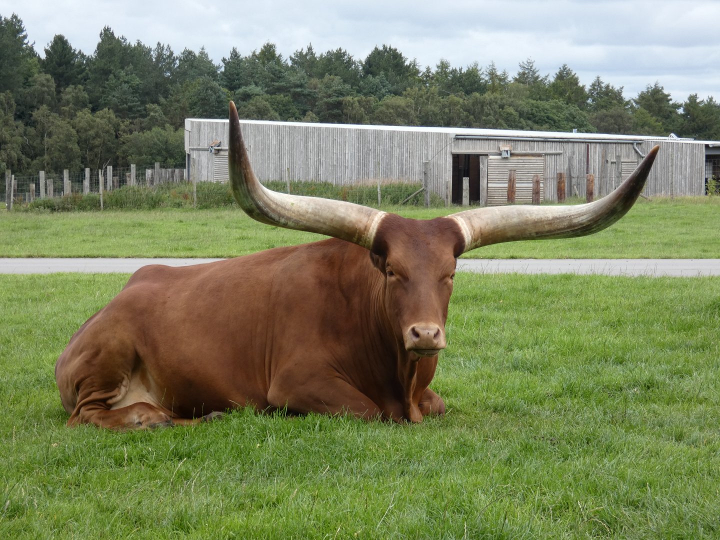 Ankole Cattle