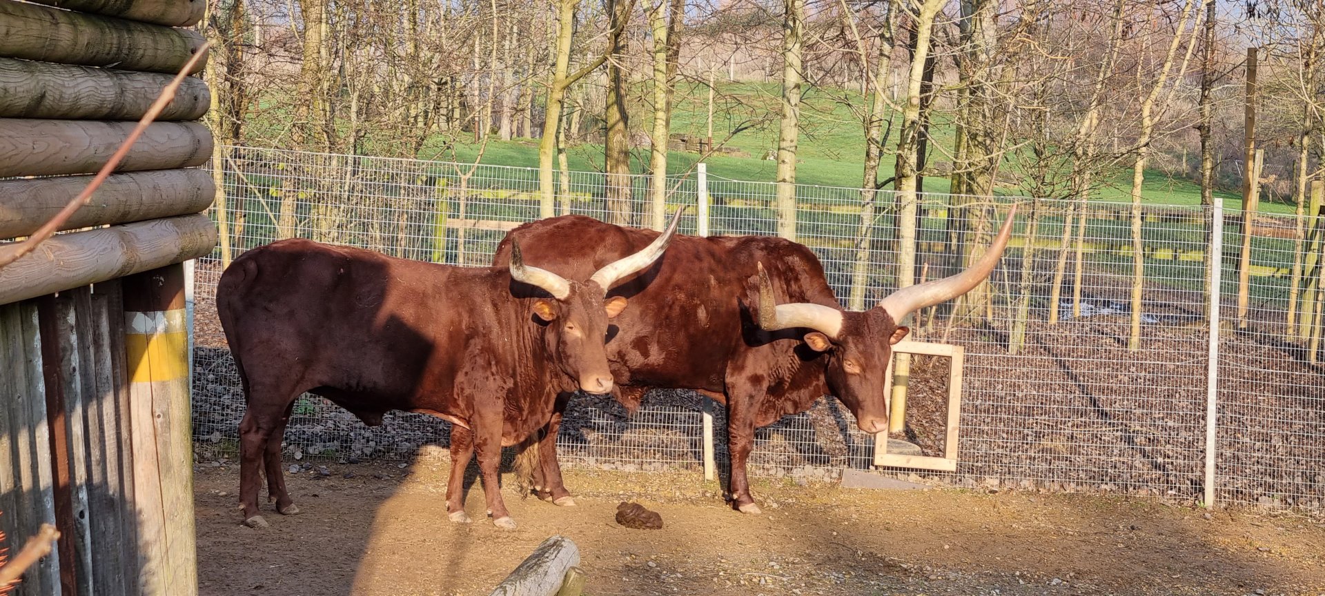 Ankole cattle