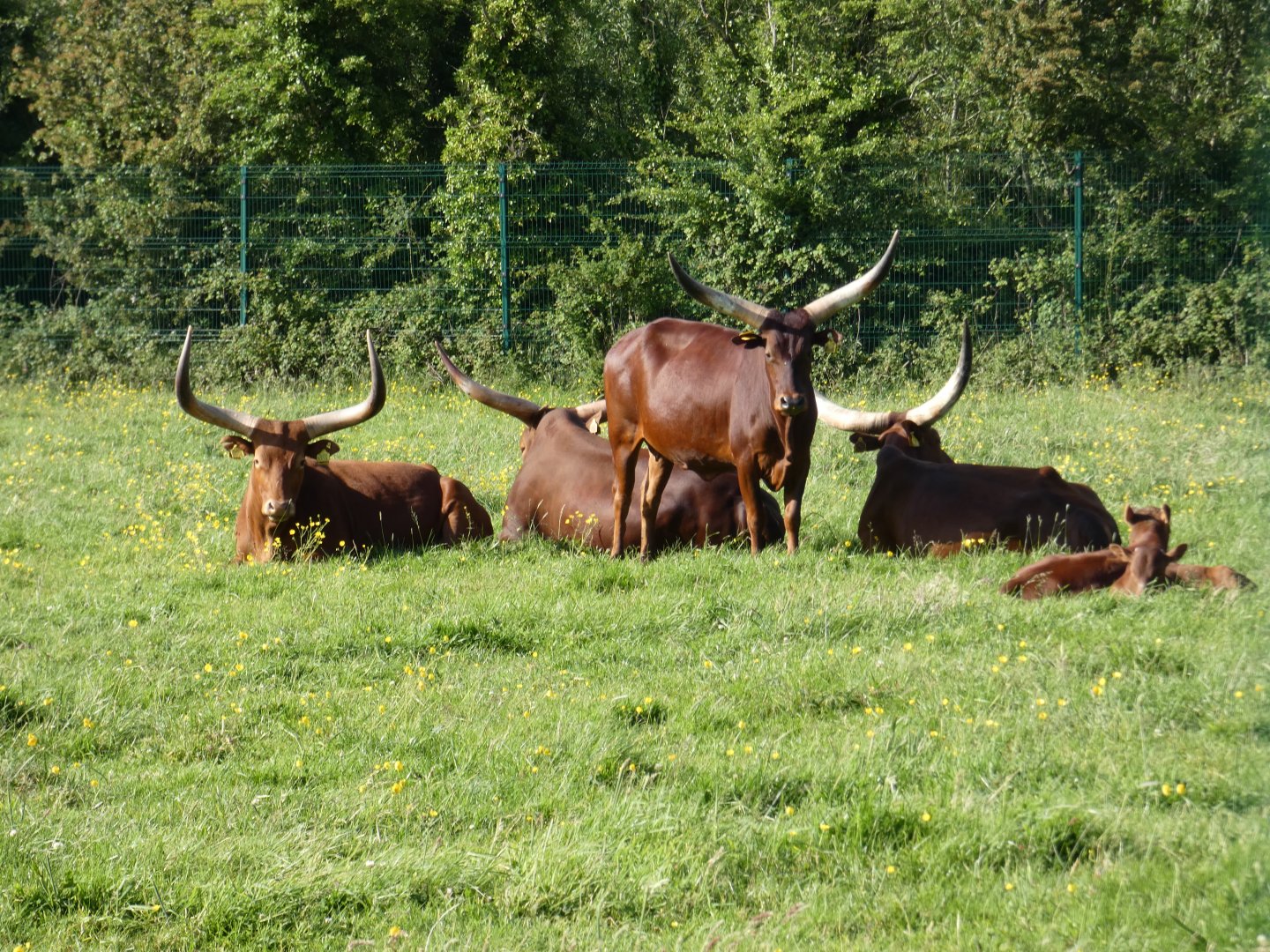 Ankole cattle