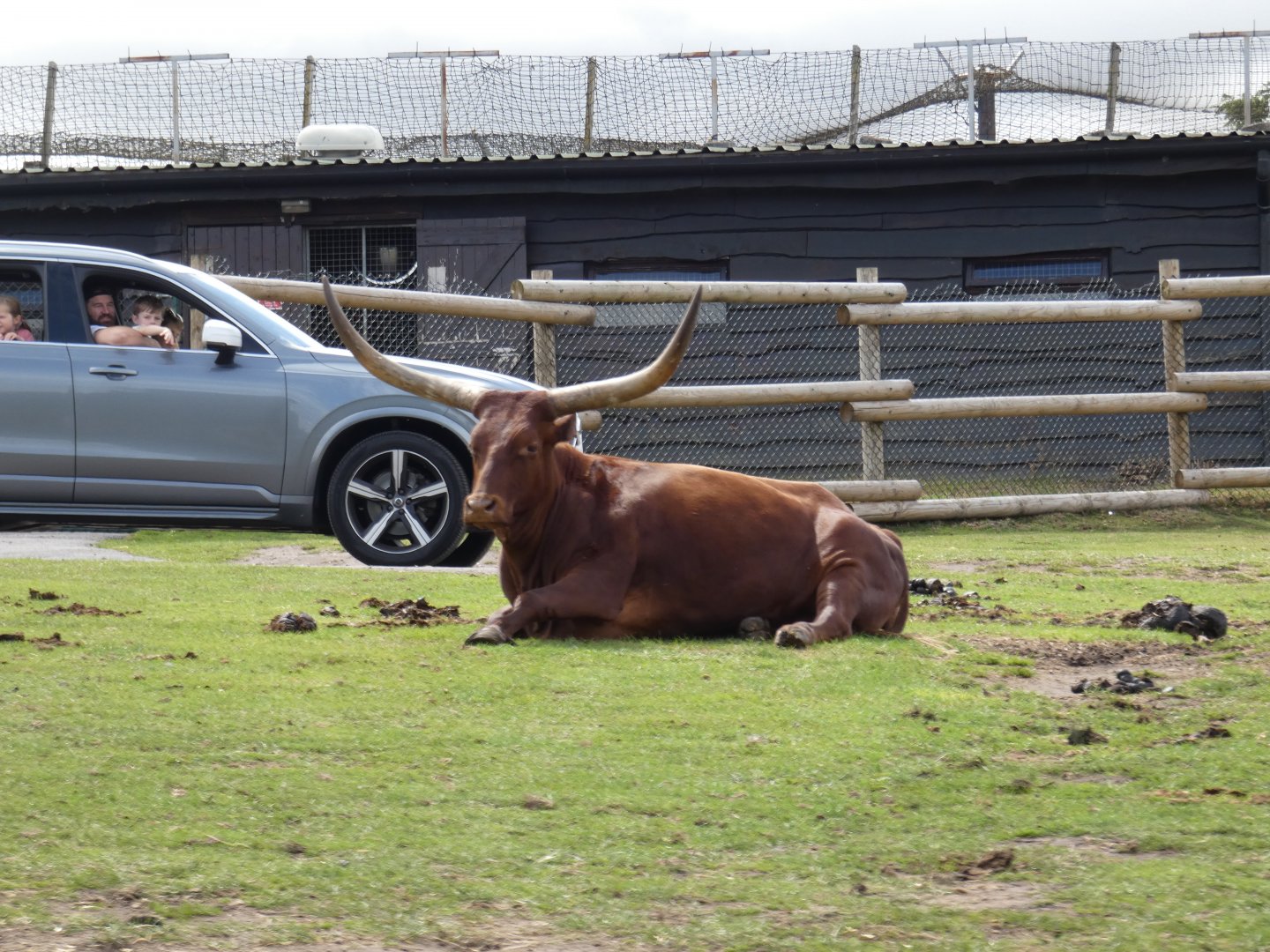 Ankole cattle