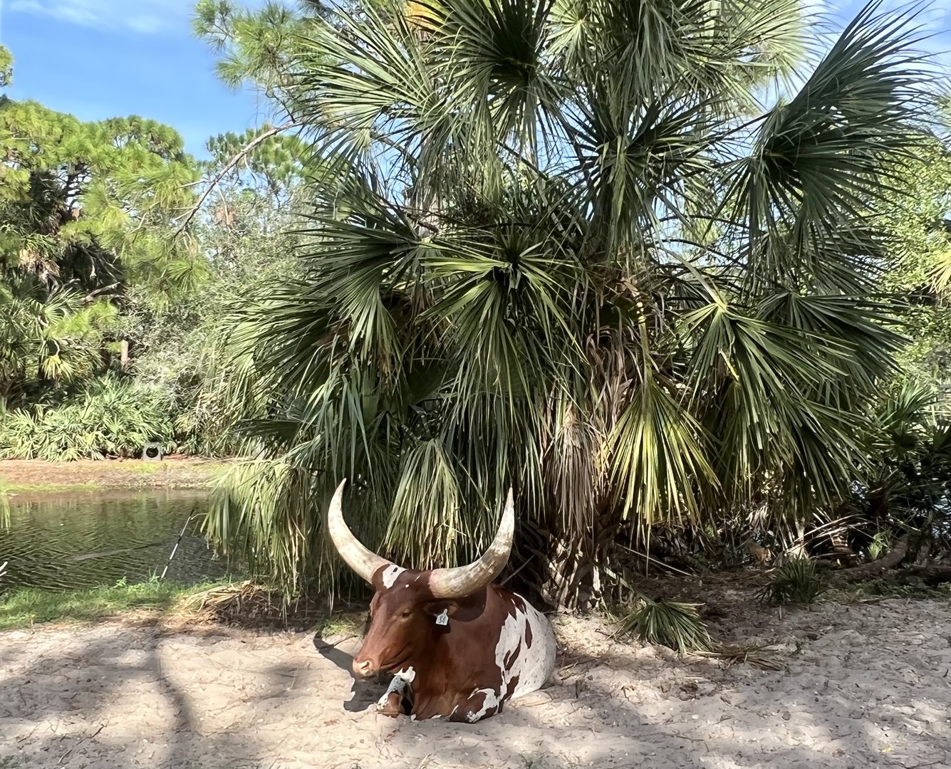 Ankole Cattle