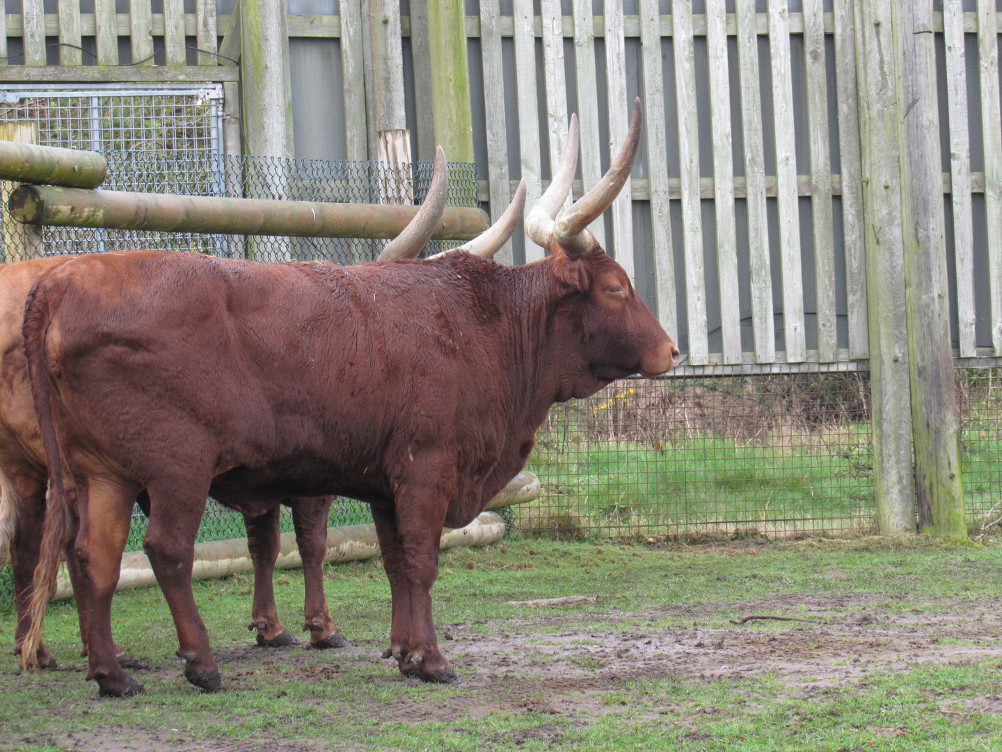 Ankole Cattle