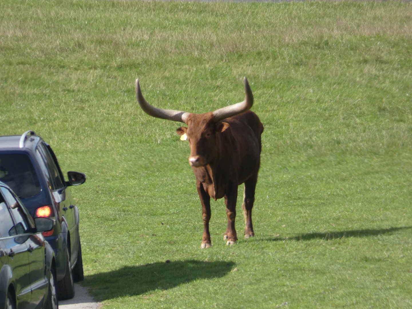 Ankole cattle