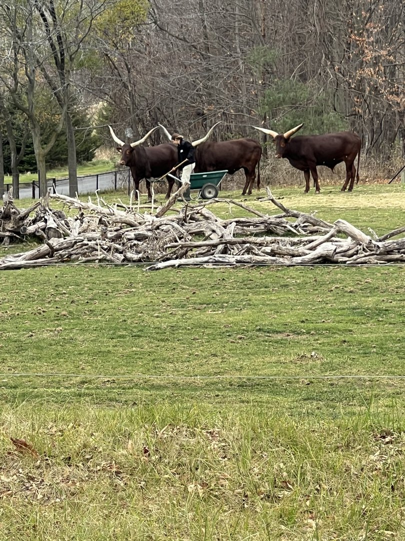 Ankole Cattle