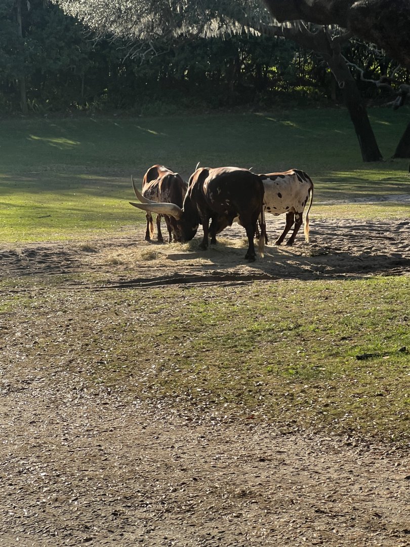 Ankole Cattle