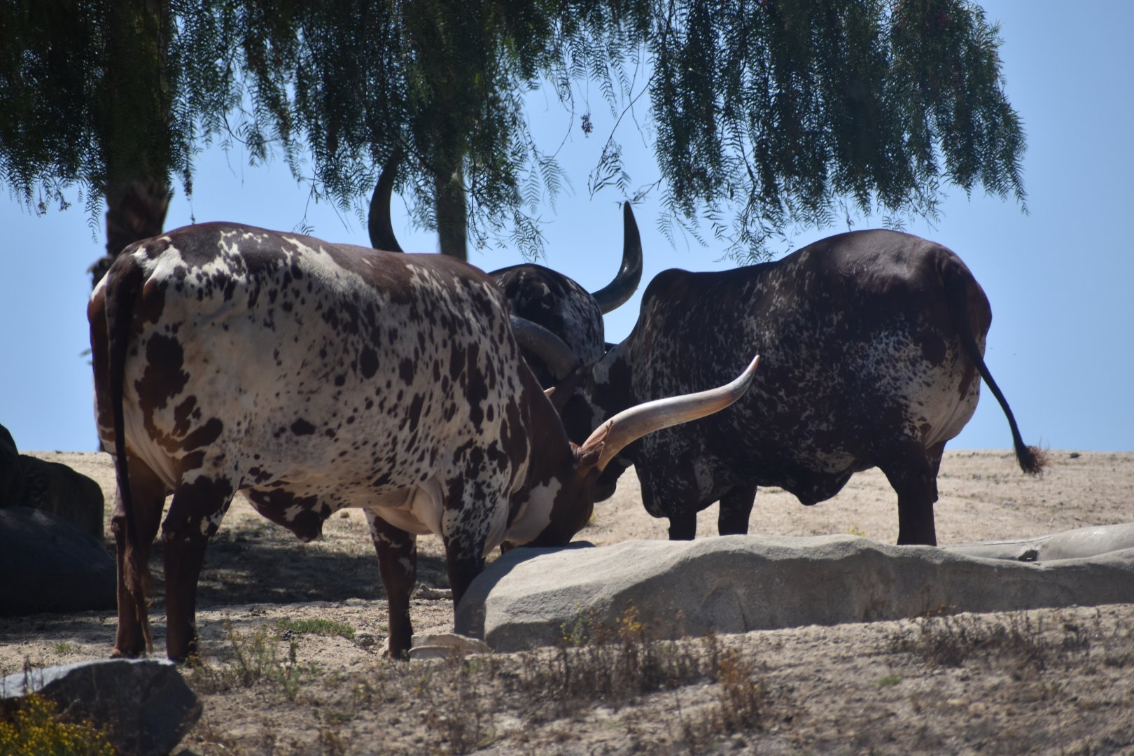 Ankole Cattle
