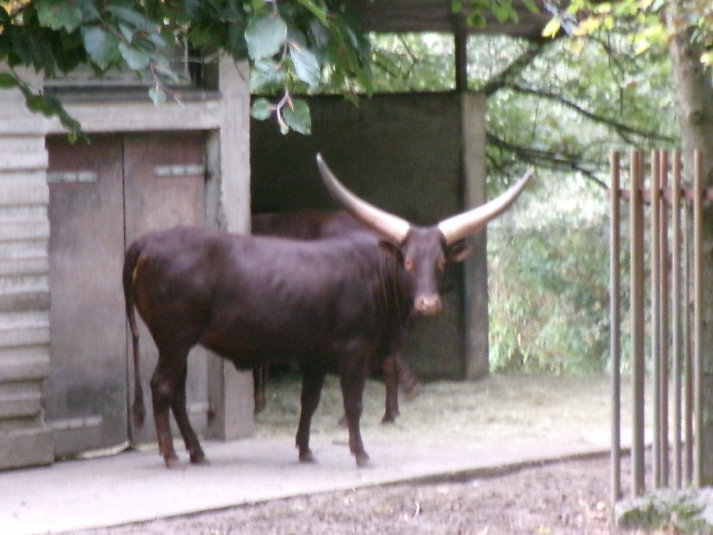 Ankole cattle