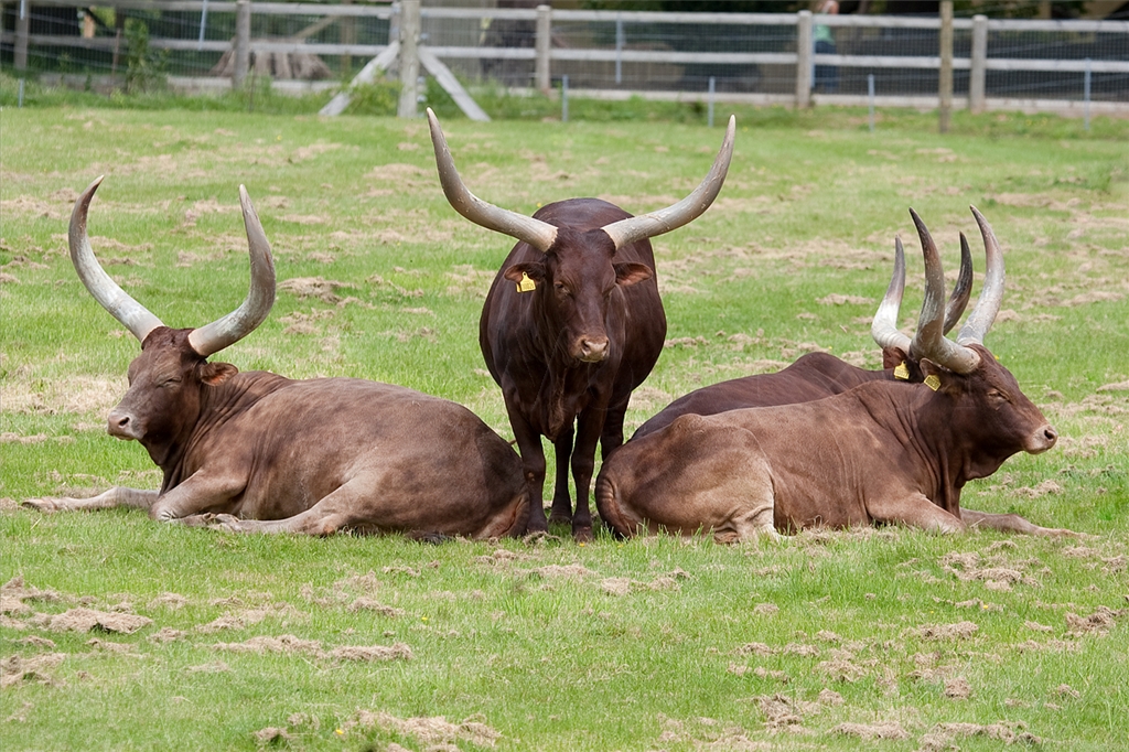 Ankole Cattle