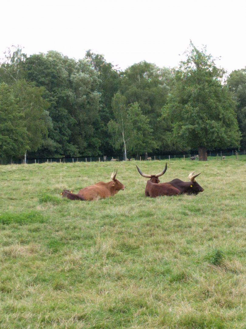 Ankole cattles