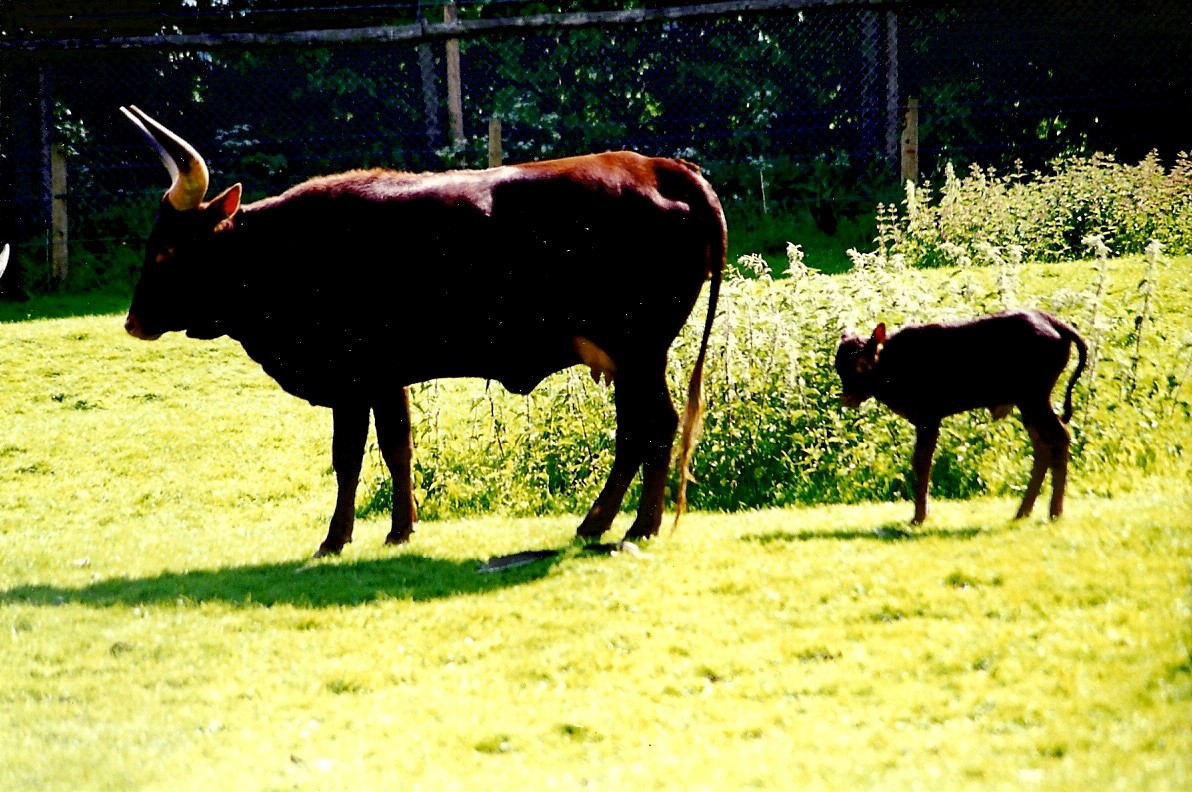 Ankole cow and calf 5th June 1999