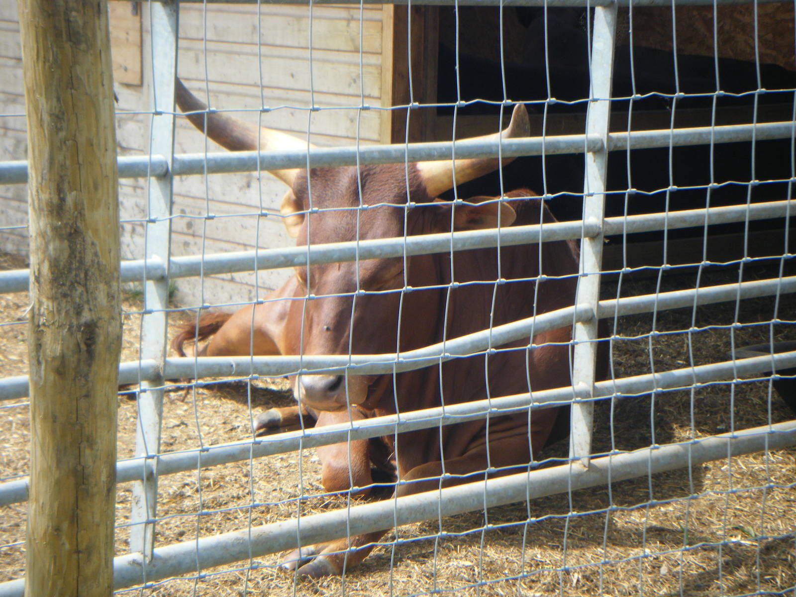 Ankole cow
