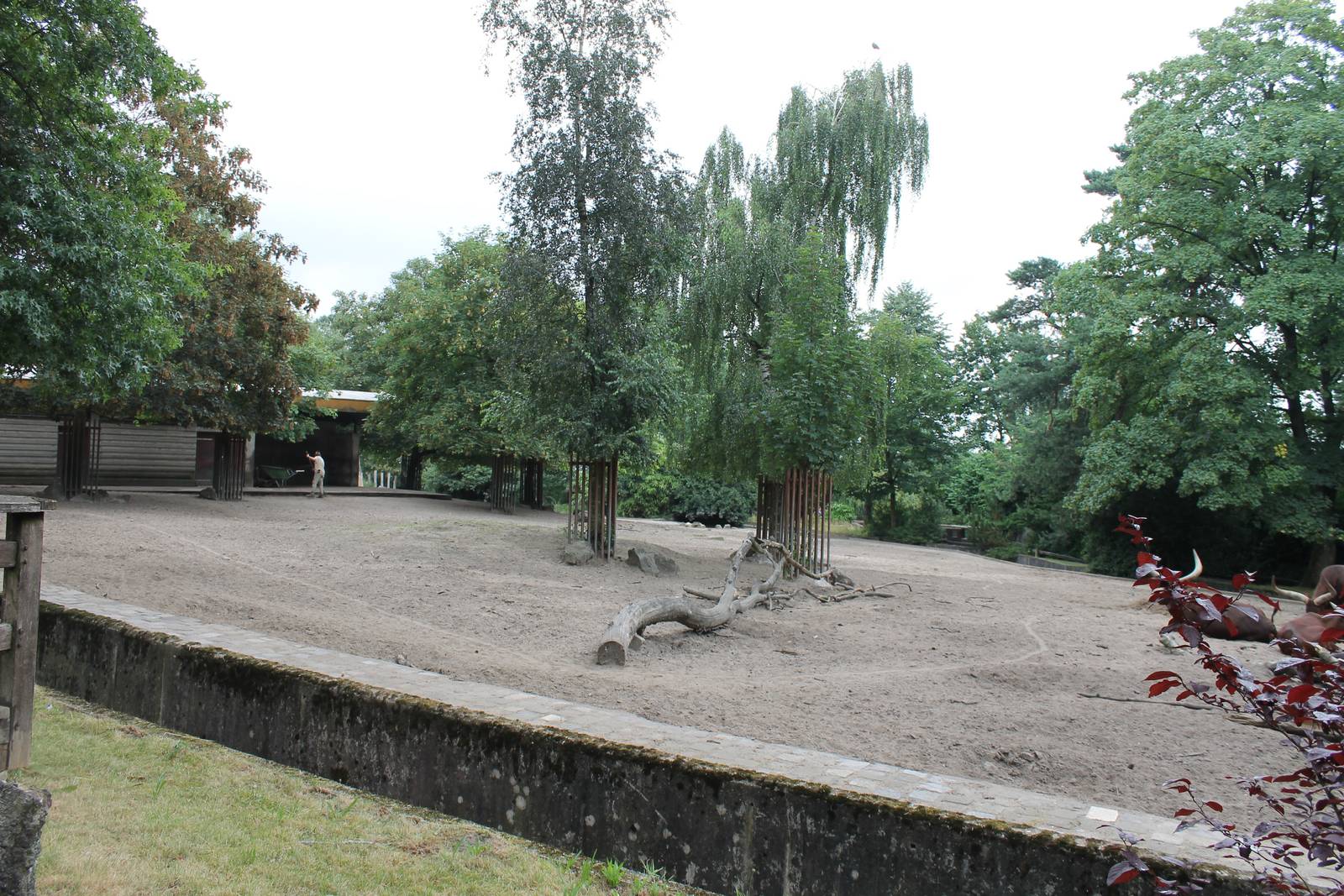 Ankole enclosure being cleaned