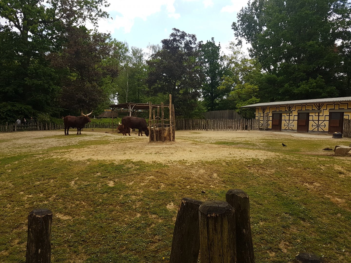 Ankole enclosure