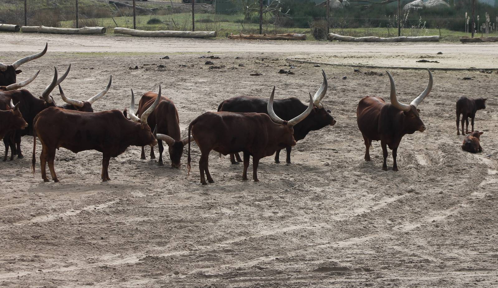 Ankole herd