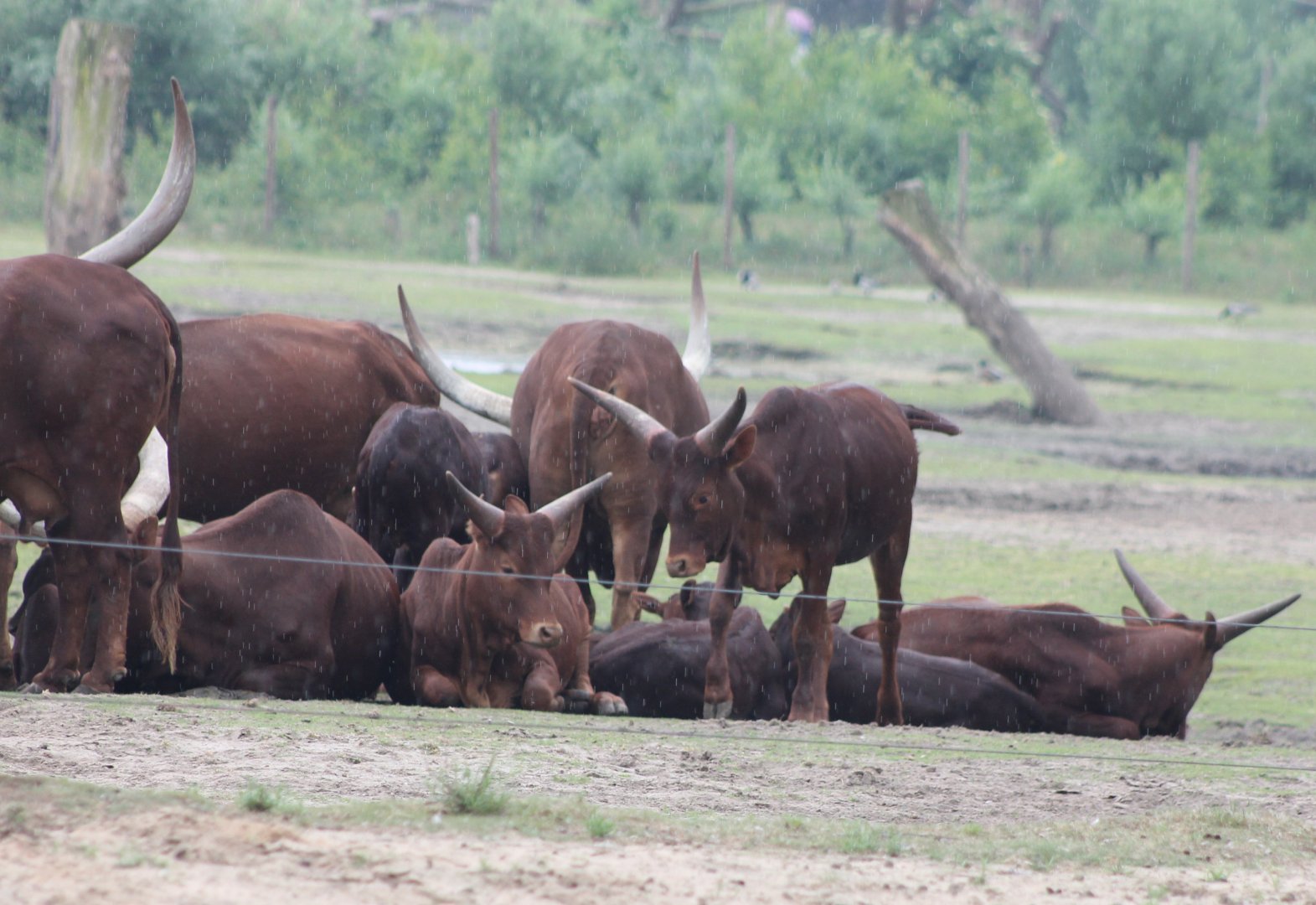 Ankole herd