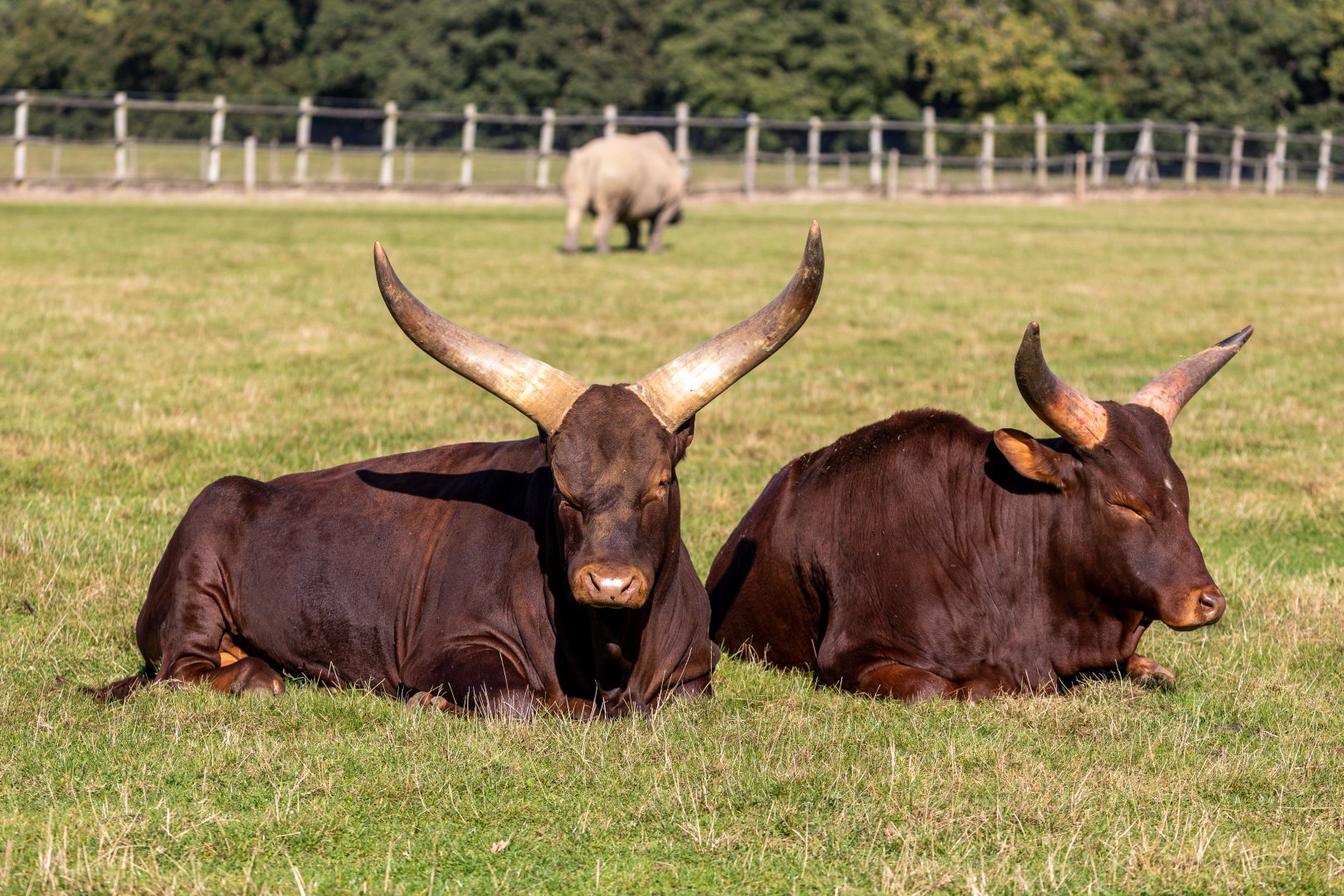 Ankole Longhorns  / Woburn / 15-10-21