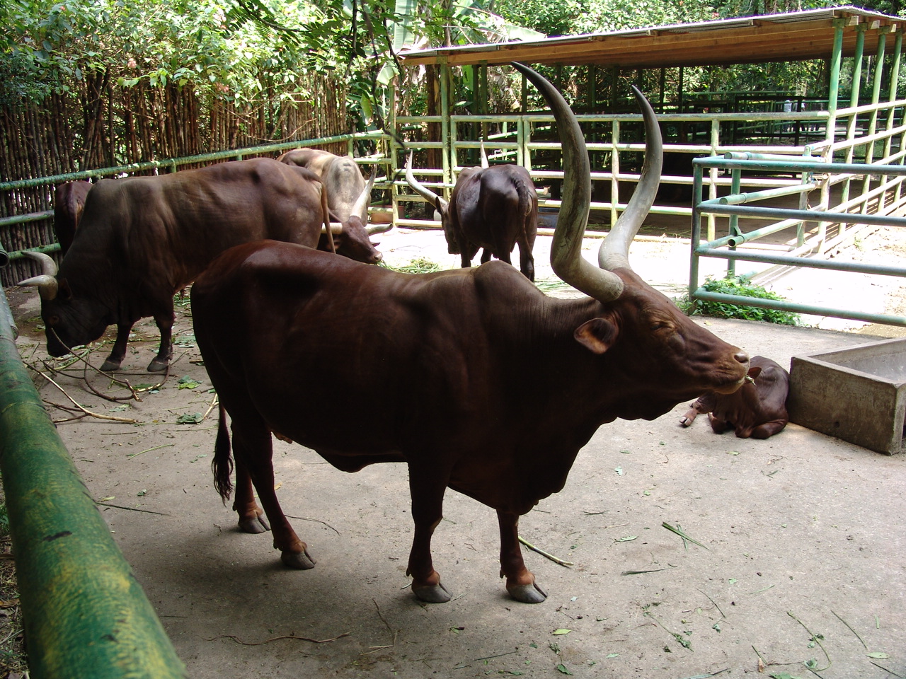 Ankole or Watusi Cattle