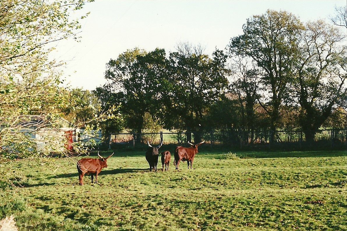 Ankole paddock 6th November 1999