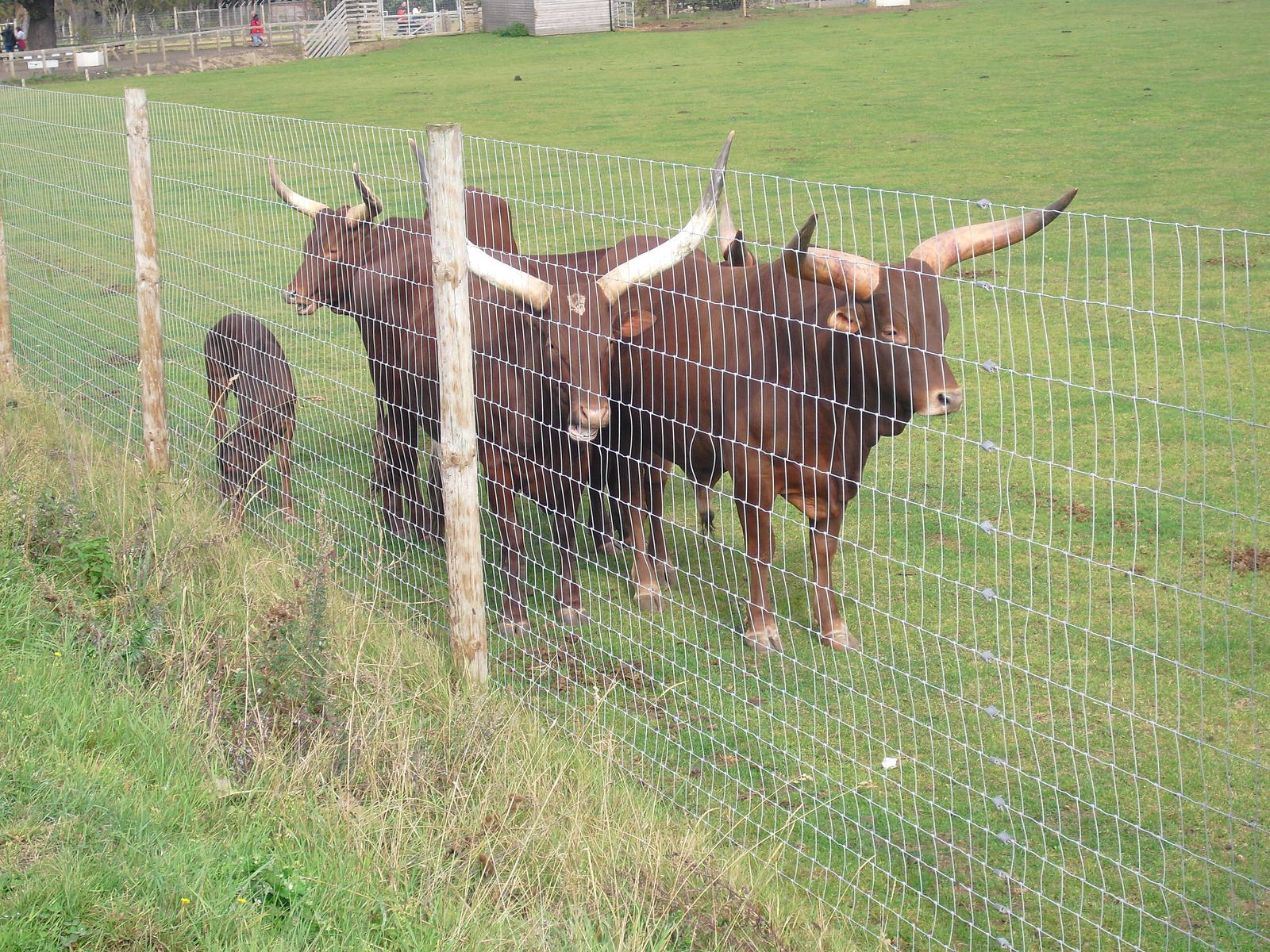 Ankole-Watusi - 06/09/2011