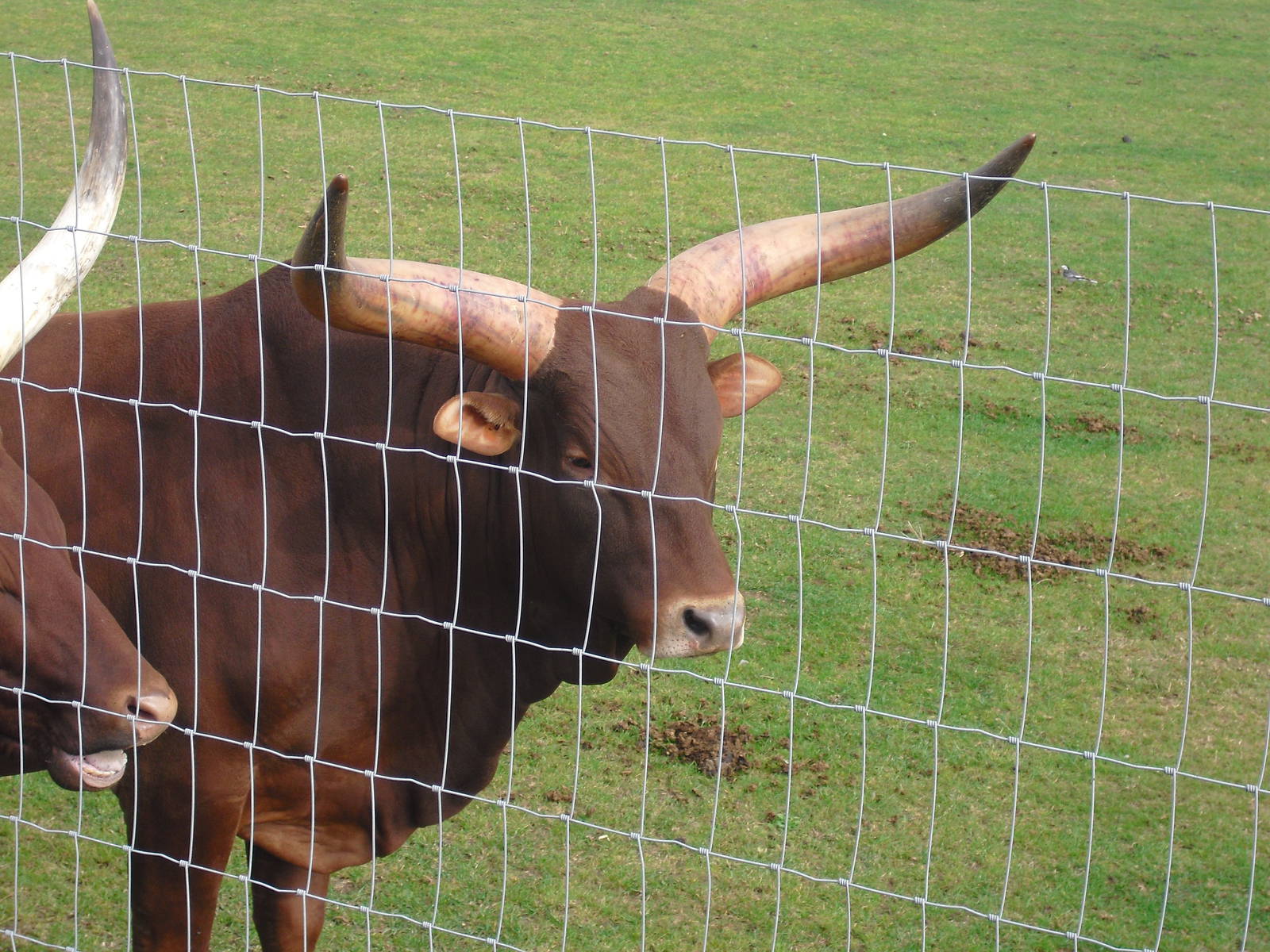 Ankole-Watusi - 06/09/2011