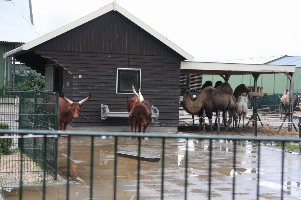 Ankole-Watusi and Bactrian camel