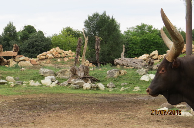 Ankole Watusi and Gelada Island
