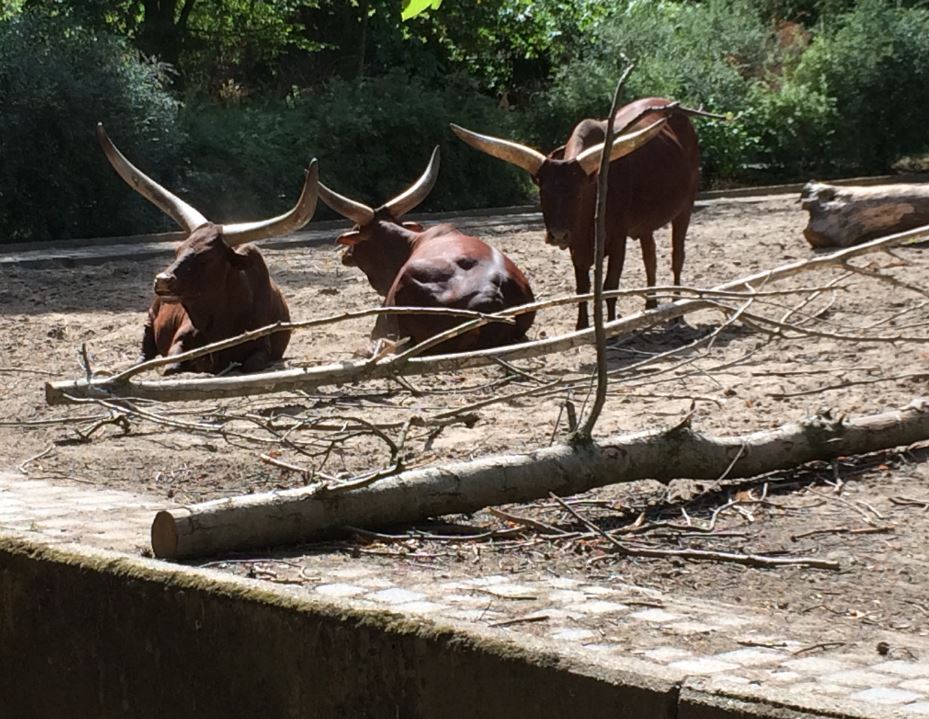 Ankole-Watusi (Bos taurus) 12-8-2018