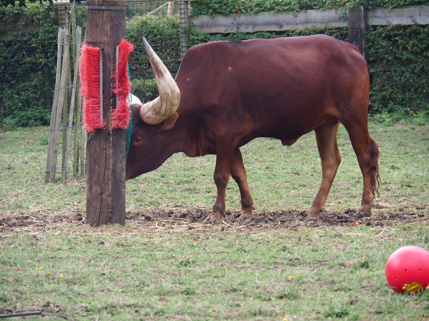 Ankole-Watusi (Bos taurus taurus - B. t. indicus hybrid)