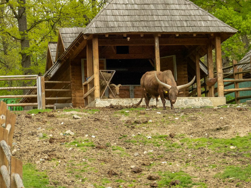 Ankole-Watusi (Bos taurus)