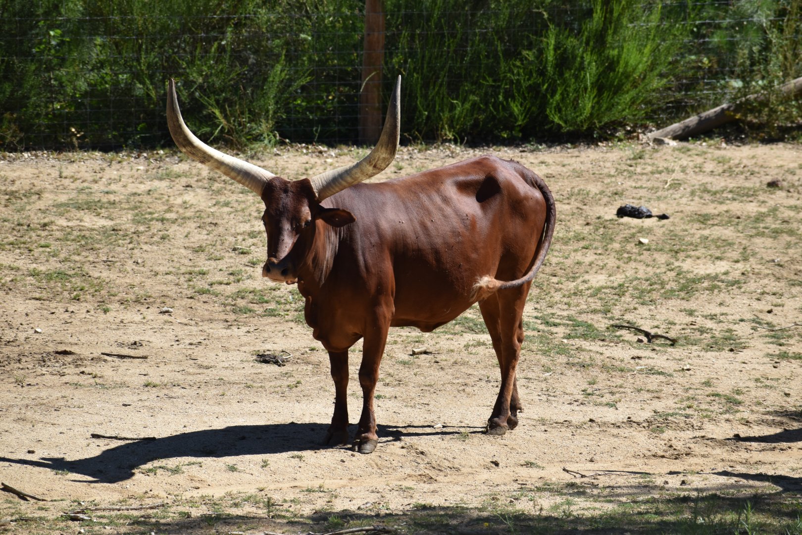 Ankole-Watusi (Bos taurus)