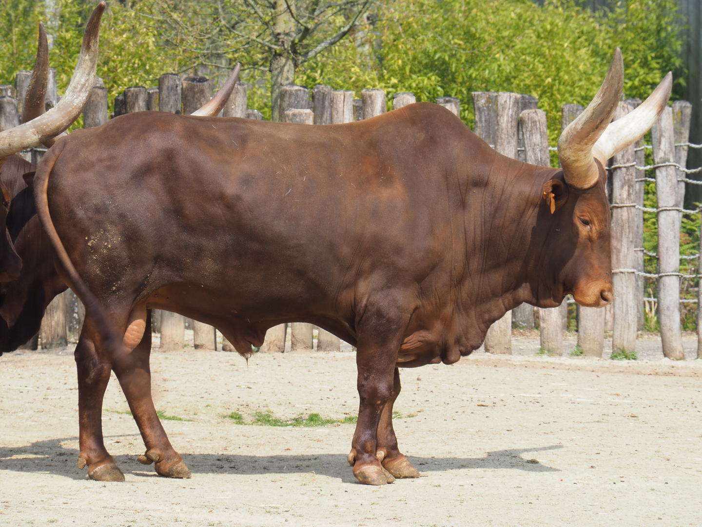 Ankole-Watusi bull (Bos taurus indicus), 2021-04-21